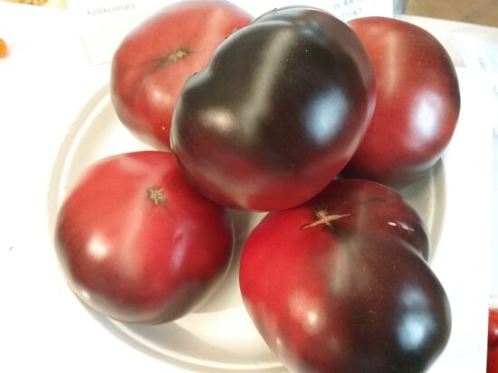 Черный красавец